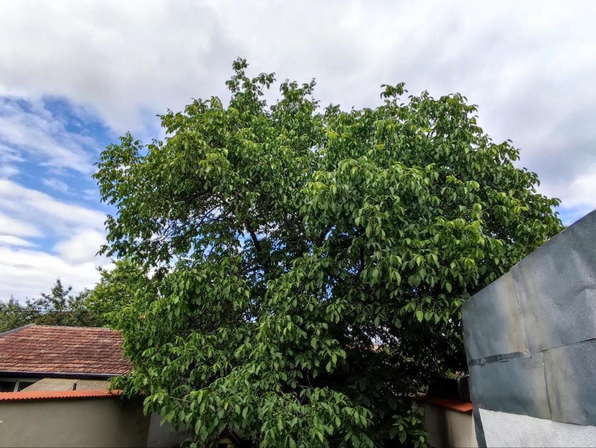 Limon Studios Braşov Dış mekan fotoğraf